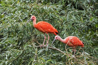 Two scarlet ibises