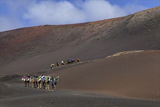 Camel caravan for tourists