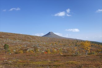 The mountain Nipfjaellet in the Staedjan-Nipfjaellet nature reserve in autumn