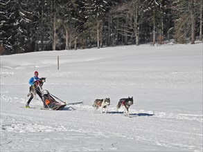 Musher carrying sled dog at a sled dog race