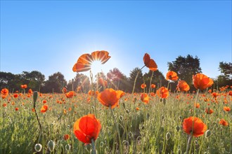 Common poppies