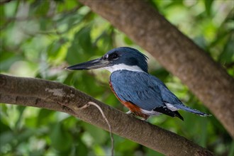 Kingfisher Costa Rica