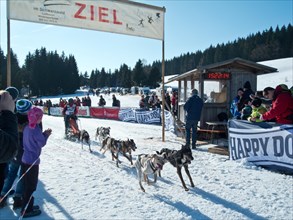 Double team with 6 dogs crossing the finish line at the Sled Dog Racing World Championships