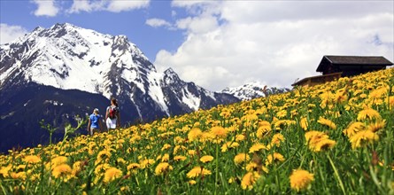 Walkers in meadow with common dandelions
