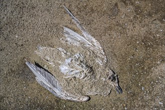 Dead decaying juvenile gull