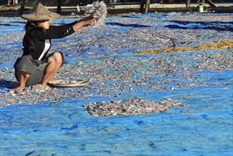 Fish spread out to dry on blue nets on the beach of Ngapali fishing village