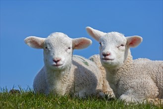 Two white lambs of domestic sheep portrayed resting in field against blue sky in spring