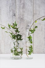 Green ivy twigs different type glass vase against wooden wall