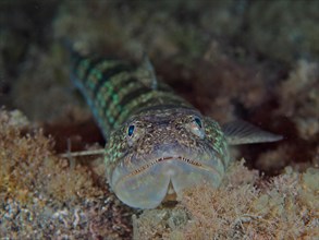 Portrait of lizardfish