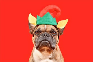 Funny French Bulldog dog wearing Christmas elf headband with hat and ears in front of red background