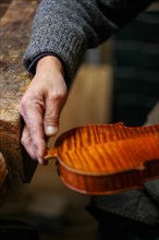 Senior luthier violin maker holding a fresh varnished instrument in his hands in Cremona