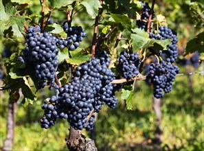 Vineyard with Blaufraenkisch vines