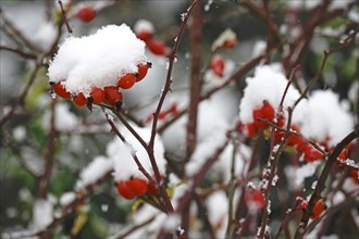 Rosehips in winter with snow