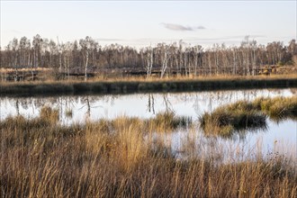 Moorland