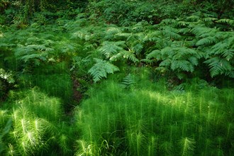 Green landscape of a high mountain river bank with ferns