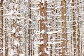 Spruce trunks in a forest with snow in winter
