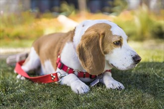Beagle dog resting on lawn while wearing a red harness