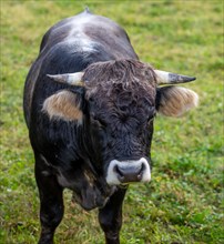Front View on a Cute Bull on the Green Field in Switzerland
