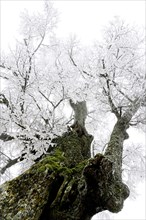 Hoarfrost
