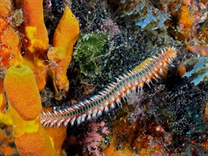 Firebristle worm