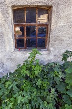 Rusted window cross and green foliage