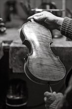Senior expert violin maker luthier checking varnish classic handmade violin paint natural ingredient recipe in Cremona Italy home of best artisan of this kind