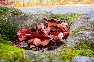 Red beech leaves