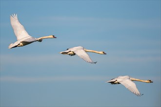 Mute Swan