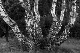 Birch