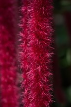 Detail of the flower of a red cattail