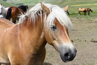 Haflinger horses and others