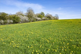 Meadow in spring with common dandelion