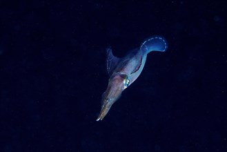 Lesson's reef squid