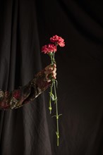 Person holding red carnation flowers