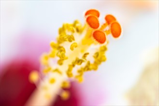 (Hibiscus), malvales (Malvaceae), Valle de Cauca, Colombia, South America