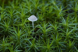 A small lamellar fungus grows between moss. Germany
