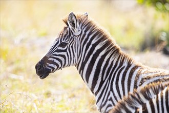 Plains zebra