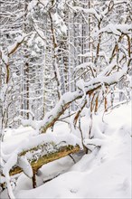 Fallen tree in an old forest with deep snow a cold winter day