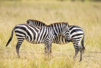 Plains zebra