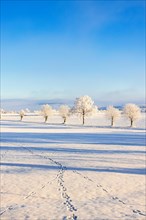 Animal tracks in the snow on a field with a line of frosty trees in the winter