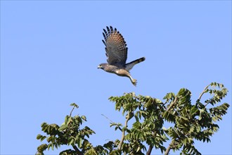 Flying Roadside Hawk