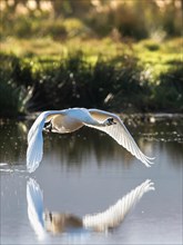 Mute Swan