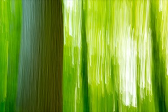 Deciduous forest in spring abstract