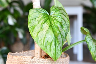 Leaf of tropical 'Philodendron Mamei' houseplant with silver pattern