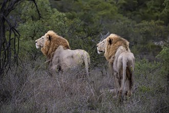 2 male lions