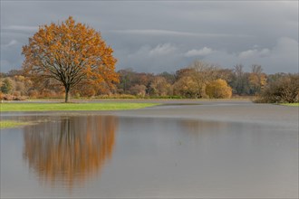 Oak tree reflected in a flooded meadow after heavy rains. Landscape in autumn. Bas-Rhin