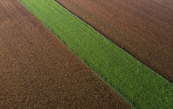 Drone view of a brown maize field with a green meadow strip