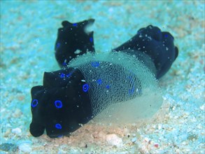 Two specimens of blue spotted head shield snail