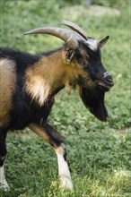 Close up farm goat walking pasture