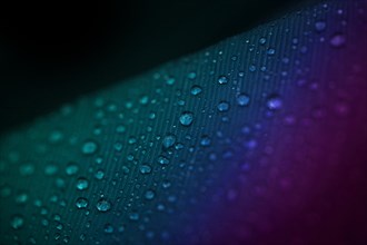 Full frame droplets colorful feather surface